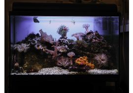 Nano aquarium