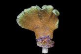 Pavona cactus -