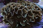 Pavona cactus -