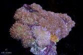 Rhodactis indosinensis