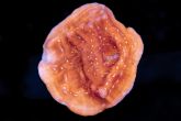 Leptoseris foliosa "blood  orange"