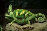 Chamaeleo calyptratus – Yemen Chameleon