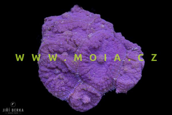 Rhodactis inchoata "Purple Bull"s eye"