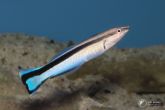 Labroides dimidiatus 