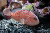 Caracanthus madagascariensis - Spotted croucher