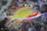Pseudanthias huchtii "female" red cheek fairy basslet