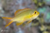 Pseudanthias huchtii "male" red cheek fairy basslet