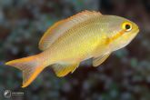 Pseudanthias huchtii "male" red cheek fairy basslet
