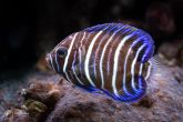 Pomacanthus xanthometopon "juv" - Blueface Angelfish