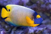 Pomacanthus xanthometopon "juv" - Blueface Angelfish