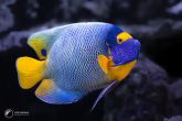 Pomacanthus xanthometopon "juv" - Blueface Angelfish