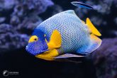 Pomacanthus xanthometopon "juv" - Blueface Angelfish