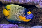 Pomacanthus xanthometopon "juv" - Blueface Angelfish