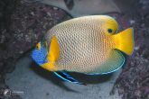 Pomacanthus xanthometopon "juv" - Blueface Angelfish