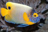 Pomacanthus xanthometopon "juv" - Blueface Angelfish