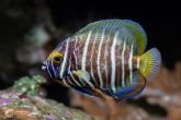 Pomacanthus xanthometopon "juv" - Blueface Angelfish