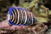 Pomacanthus xanthometopon "juv" - Blueface Angelfish
