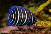 Pomacanthus xanthometopon "juv" - Blueface Angelfish