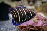Pomacanthus xanthometopon "juv" - Blueface Angelfish