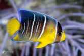 Holacanthus bermudensis "juv" - Blue angelfish