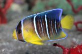 Holacanthus bermudensis "juv" - Blue angelfish