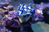 Cittarium pica - magpie shell