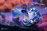 Cittarium pica - magpie shell