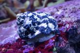 Cittarium pica - magpie shell