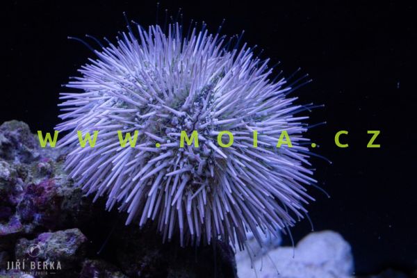 Lytechinus variegatus - Variegated Sea Urchin
