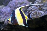 Zanclus cornutus