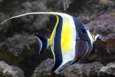 Zanclus cornutus