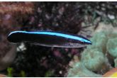 Labroides dimidiatus 