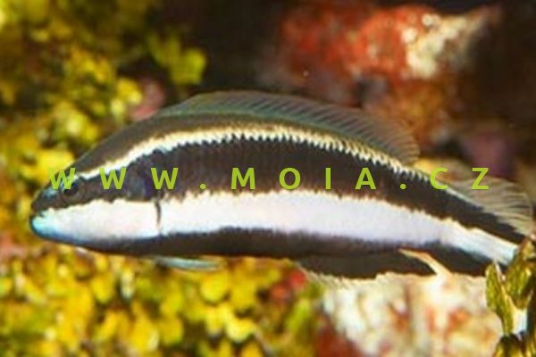 Pseudochromis sankeyi 