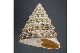 Tectus fenestratus 