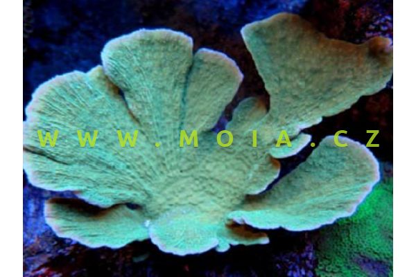Montipora florida "green" 