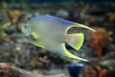 Holacanthus bermudensis "juv" - Blue angelfish