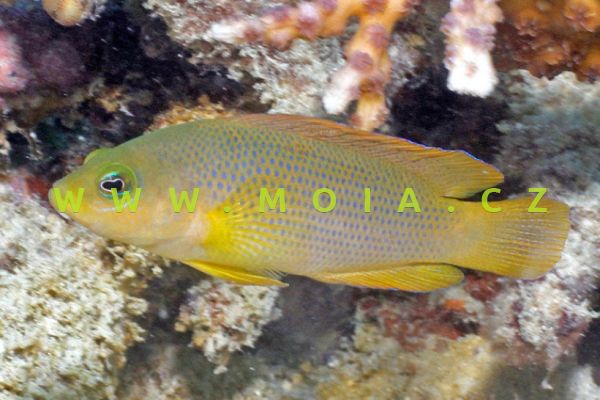 Pseudochromis fuscus  "juv" 
