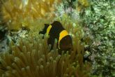 Amphiprion biaculeatus var. "Gold Stripe"
