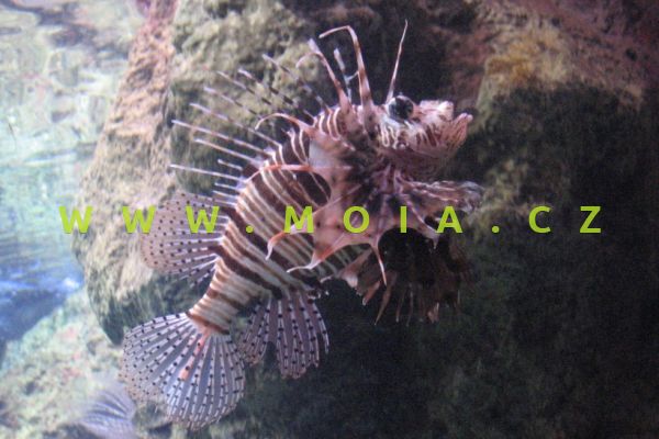 Pterois mombasae