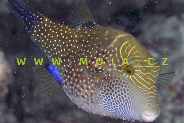 Canthigaster amboinensis 