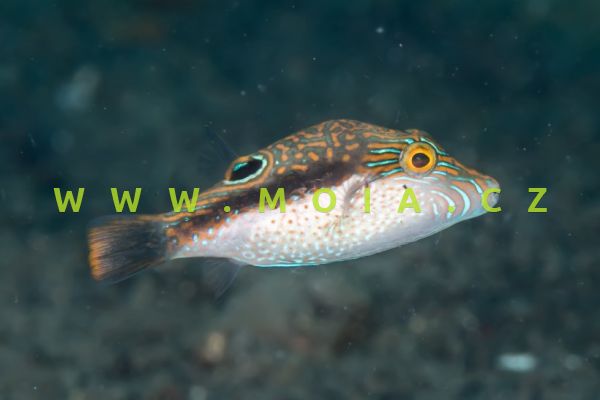 Canthigaster bennetti  