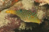 Canthigaster papua 