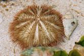 Lytechinus variegatus - Variegated Sea Urchin