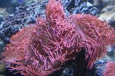 Entacmaea quadricolor "red"