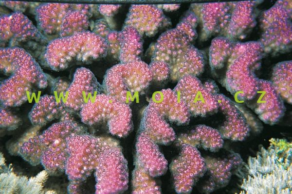 Pocillopora verrucosa "pink"