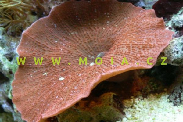 Discosoma sp.