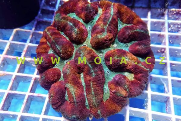 Symphyllia agaricia "ultra color"