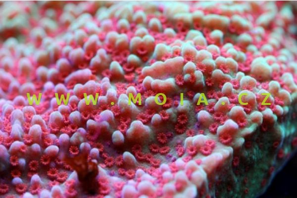 Montipora verrucosa "coloured"