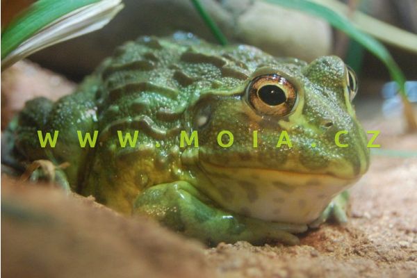 Pyxicephalus adspersus – African Bullfrog