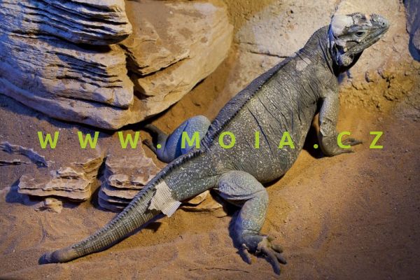 Cyclura cornuta – Rhino Iguana